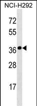 SYNPR Antibody (C-term)