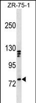 KIF3A Antibody (C-term)
