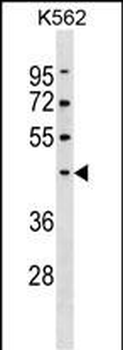PELI1 Antibody (Center)