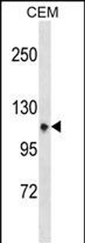 ITGA7 Antibody (N-term)