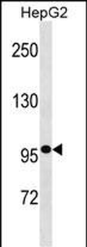 GANC Antibody (N-term)