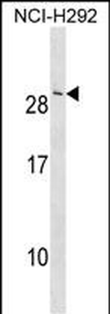 CRADD Antibody (Center)