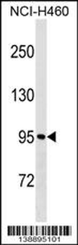 MKLN1 Antibody (Center)