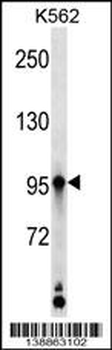 KAZ Antibody (C-term)