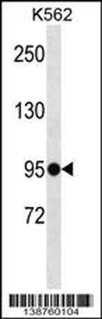 ELFN1 Antibody (C-term)