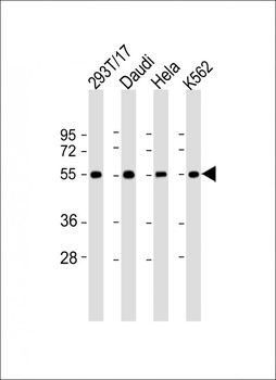 B7H6 Antibody (C-term)