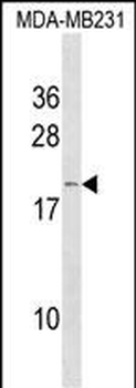 IFNA6 Antibody (C-term)