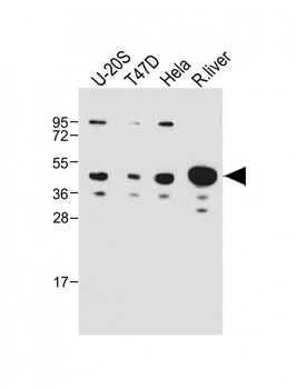 IDAS Antibody (N-term)