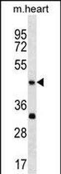 Mouse Actl7b Antibody (Center)