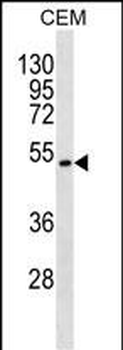 TOM1L2 Antibody (C-term)