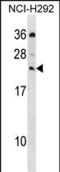 MED19 Antibody (C-term)