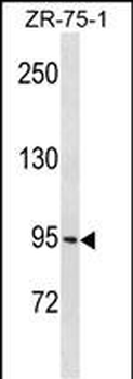 PCDHGB1 Antibody (C-term)