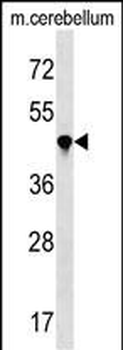 PPIL4 Antibody (N-term)