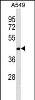 RCOR2 Antibody (Center)