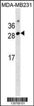 GG2L4 Antibody (Center)