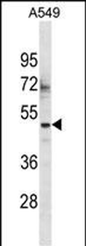 ZSCAN16 Antibody (Center)