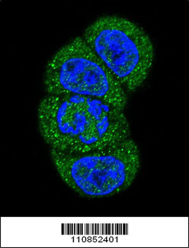 PI3KC3 Antibody (N-term G24)