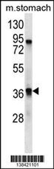 TAAR9 Antibody (C-term)