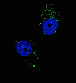 UVRAG Antibody (C-term)