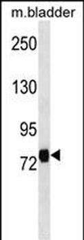 LRRC4C Antibody (Center)