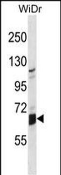 GLB1L Antibody (N-term)