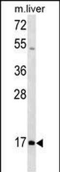 HOXA1 Antibody (N-term)