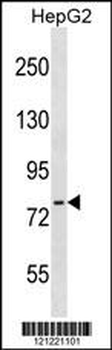 CTEN Antibody (N-term)