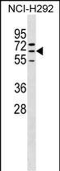 ZNF599 Antibody (N-term)