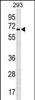 ZNF426 Antibody (Center)