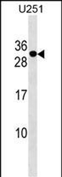 POMZP3 Antibody (N-term)