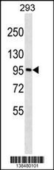 GOLGA6A Antibody (C-term)