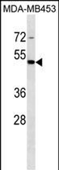 STAC Antibody (C-term)