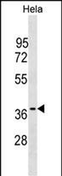 OCIAD1 Antibody (C-term)