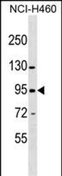 ZNF484 Antibody (N-term)