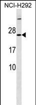 MRPS23 Antibody (Center)
