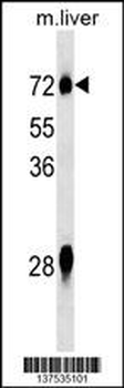 NOX3 Antibody (N-term)