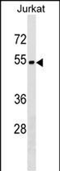 ZNF703 Antibody (Center)