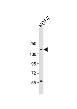 ADNP Antibody (C-term)