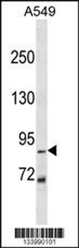 ZN786 Antibody (N-term)