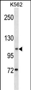 ANO1 Antibody (Center)