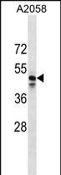 MRGPRF Antibody (C-term)
