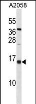 ID3 Antibody (C-term)