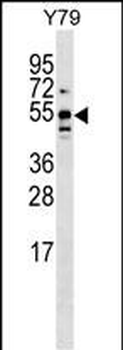 BRUNOL5 Antibody (Center)