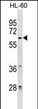 ZNF317 Antibody (Center)
