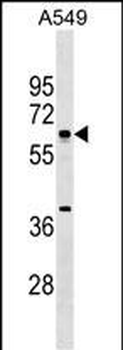 MTF2 Antibody (Center)