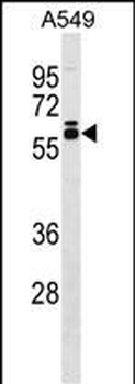 DUS2L Antibody (C-term)