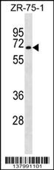 SGK071 Antibody (C-term)