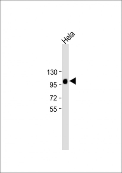 LAMP2 Antibody
