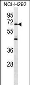 ZNF568 Antibody (Center)