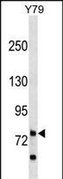 RHPN1 Antibody (C-term)